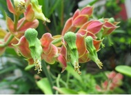 【GW】Ready stock~Pokok Hidup bunga burung/ Emerald bird cactus plant/ petilanthus