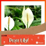 🍃 Peace Lily  | Spathiphyllum 🍃