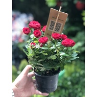 [Viện Nghiên Cứu Di Chuyền Nông Nghiệp] Cây Hồng Siêu Nụ Hasfarm hồng môn lán nhỏ siêu hoa cực đẹp