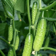 20seeds Four-Season Fruit Cucumber, High-Yield Gherkin For Ground Planting And Balcony Pot Cultivati