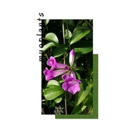 MUOPLANTS Keratan Pokok Garlic Vine