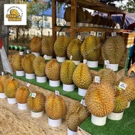TERBARU DURIAN MONTONG PALU PARIGI UTUH 2KG