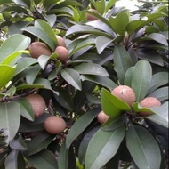 AZ Fresh Sapodilladaun 200 grams
