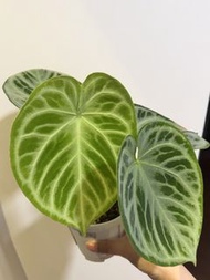【綠植】5.31更新 銅鑼燒花燭 Anthurium 'Dorayaki Silver'帶盆