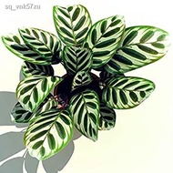 New store discounts 【COD】10pcs Rare Calathea Seeds Air Freshening Plants Seeds #SW44