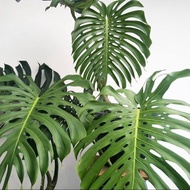 Monstera King, 3 Daun Bibit Monstera King, Tanaman Hias Monstera