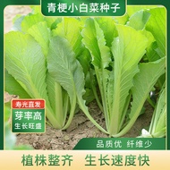 Green Stem Small Cabbage Seeds Four Seasons Small Cabbage Seeds Balcony Potted Southern Cabbage Seed