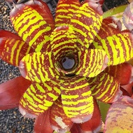 RARE Bromeliad neo Sunlight sunfire storm / Gha Garden House