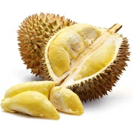 Durian Montong Sulawesi palu Parigi utuh dan bulat kuning pekat