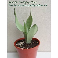 Sansevieria Silver Queen / Moonshine ( Snake Plant 🐍) Without Pot
