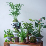 苔球小植栽 | 耐陰植栽 | 居家佈置 | 辦公室盆栽