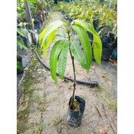 Anak Pokok Mangga Erwin-FruitNurseryMalaysia