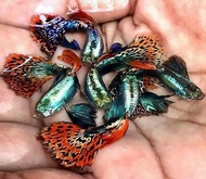 Red Mosaic Dumbo Guppy