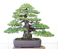 bonsai japanese white pine tree plant seeds