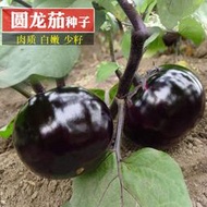 ⑧比圓茄種苗日本圓龍茄種子 種籽黑又亮茄子耐高溫早熟基地黑又亮茄子種子 種籽fpny