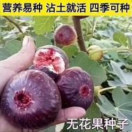 Four Seasons Fig Seeds Balcony Courtyard Potted Plants Fig Seeds Seeds Honey Fruits Years Spring Aut