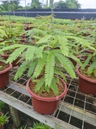 Gorgeous Everfresh Tree A Must Have!! Est Ht 1.3ft pot size 6 inches in diameter