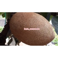 Bibit Sawo Jumbo Amerika Asli Okulasi