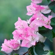 Bougainvillea Potted Plants with Flowers Vines Four Seasons Balcony Old Pile Flowers Multi-Color Dou