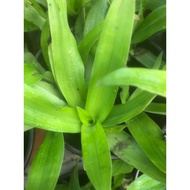 Pokok rumput beijing / rumput siti khadijah