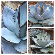 種子→龍舌蘭 藍嚴龍 3粒  Agave titanota 'Blue' 3 Seeds