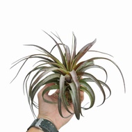 ☘️ Air plant - Tillandsia Love Knot [ Limited Quantity ] [ S00081]