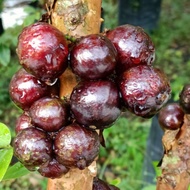 [Fruit] Taiwan Aisaka Jaboticaba Brazilian Grape Tree Pokok Anggur 台湾树葡萄 by LS Group