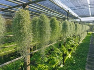 เคราฤาษี หนวดฤาษี มอสสเปน (Spanish Moss)ไม้ฟอกอากาศแขวนด้วยลวด เคราสำหรับทำโมบายหรือขยายพันธุ์ ราคาส่งจากสวน