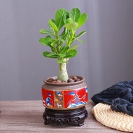 【Heliophilous Drought Resistance】Desert Rose Potted Plant Indoor Living Room Flower Flowering Potted Plant Easy to Raise