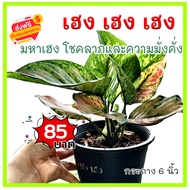 KD999 ต้น เฮง เฮง เฮง หรือ มหาเฮง Aglaonema ต้นไม้มงคล ต้นไม้ฟอกอากาศ ปลูกแล้วจะมีโชค