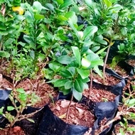 Bibit beringin kompakta tanaman bonsai murah 25cm