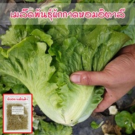 เมล็ดพันธุ์ ผักกาดหอมอิตาลี ใบเขียว Italian Lettuce บรรจุ 100-1100 เมล็ด [ซื้อ 10 แถม 1 คละได้]