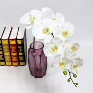 Asli Anggrek Latex / Anggrek Bulan Putih / Anggrek Artificial / Orchid