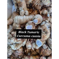 UBI FRESH KUNYIT HITAM INDIA (KARUMANJAL) CURCUMA CAESIA