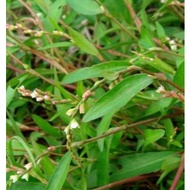 Fresh coriander plant 500g