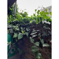 3 betel seedlings, stable gourd with strong roots