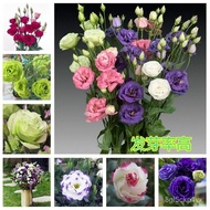【MY EASY】Double Eustoma Cut Flower Seeds重瓣洋桔梗切花Easy to plant, constantly blooming, flower seeds
