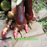BIBIT KECOMBRANG / BIBIT COMBRANG / BIBIT HONJE