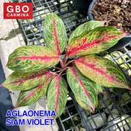 Aglaonema - Siam Violet | Live Plant | Aglao (NO POT)