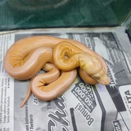 retic golden child sunfire albino