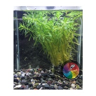 Aquatic Live Plants(8)