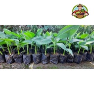 Bibit kultur jaringan Pisang Cavendish G9 Grand Nain