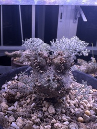 白皮月界