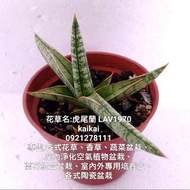 多肉植物：虎尾蘭LAV1970