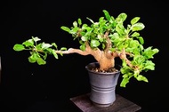 (460) 白皮地丁橄欖 Commiphora drake / 另售塊根植物、象牙宮、龜甲龍、念珠橄欖、橄欖樹、象足漆樹