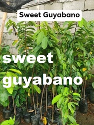 sweet guyabano hybrid