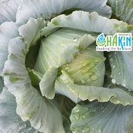 Seeds Cabbage F1 Hybrid - Benih Kobis 0.2g | 0.6g | 1.8g
