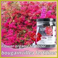▬ ☢ ∥ bougainvillea fertilizer 500g fertilizer for bougainvillea