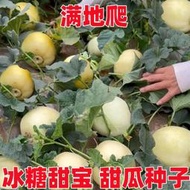 好姐姐丶日本甜寶甜瓜種籽特大正品甜瓜種籽春季四季水果種子 種籽超甜香瓜種子 種籽tqxy