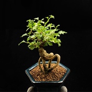 SG3353-日本小香楓老樁/天然驅蚊🔥精品植物小盆栽禮物🔥